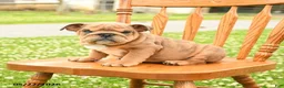 English Bulldog dogs for sale: Lincoln  - Ad 3