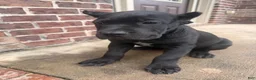 Cane Corso dogs for sale: Cane Corso 1 - Ad 2