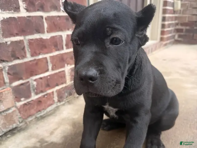 Cane Corso dogs for sale: Cane Corso 1 - Ad 2