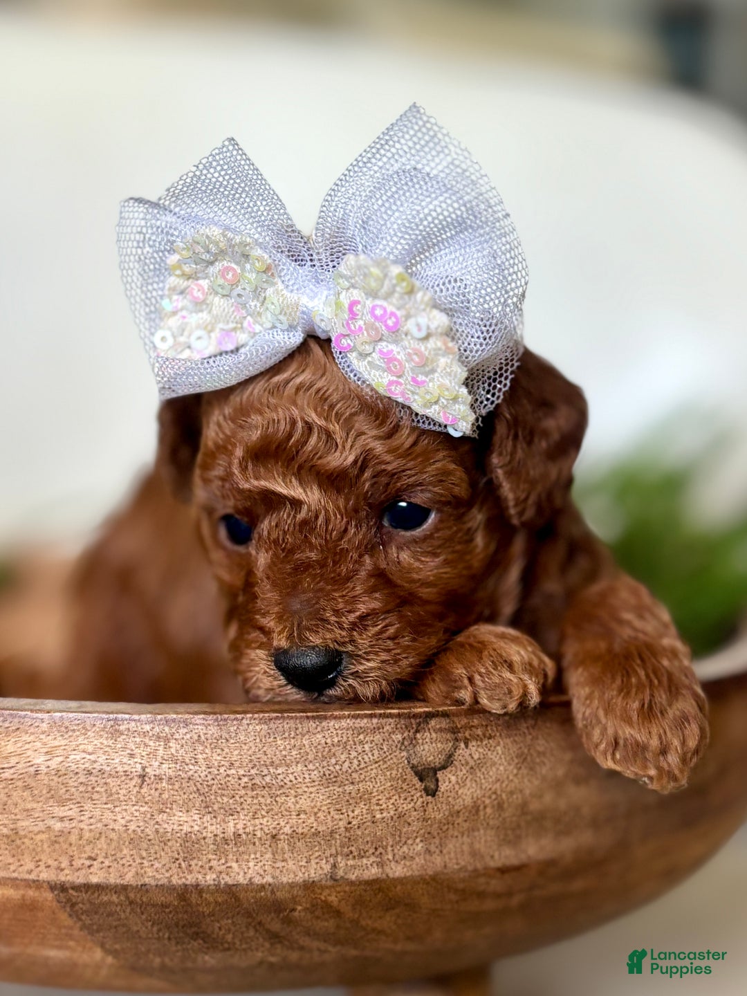 Toy Poodle dogs for sale: Wisper - Ad 3