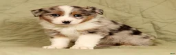 Miniature Australian Shepherd dogs for sale: Dawson - Ad 5