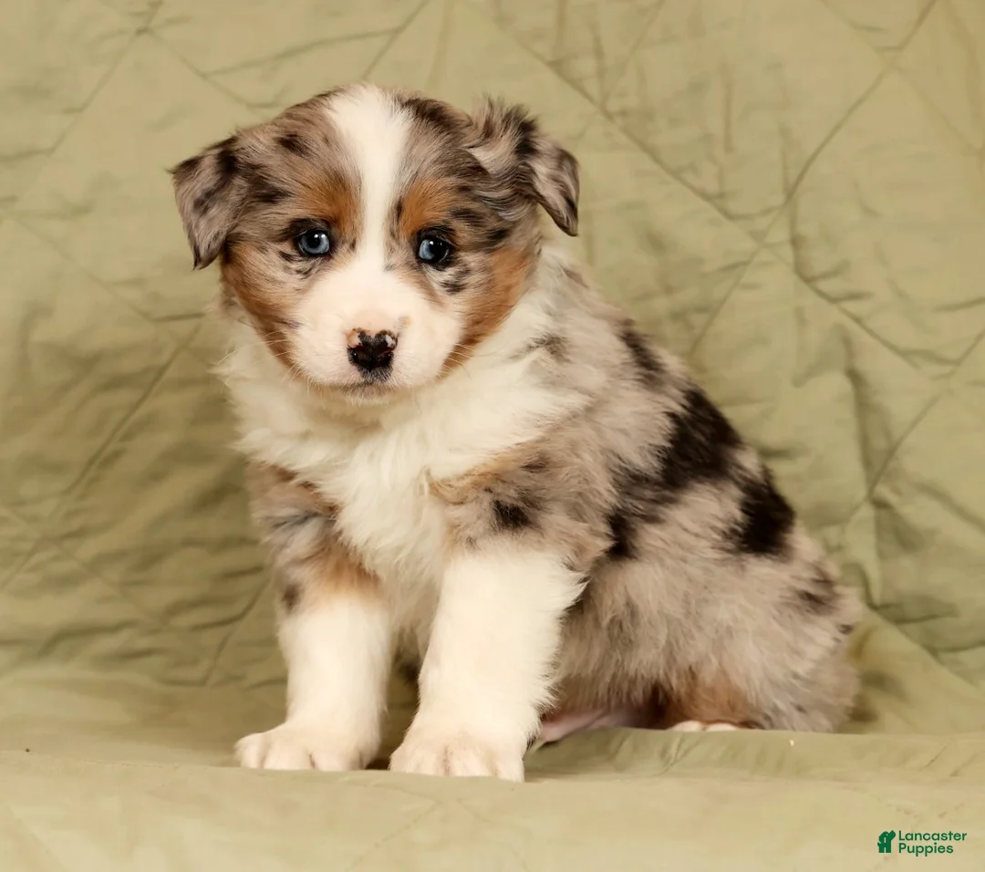 Miniature Australian Shepherd dogs for sale: Dawson - Ad 5