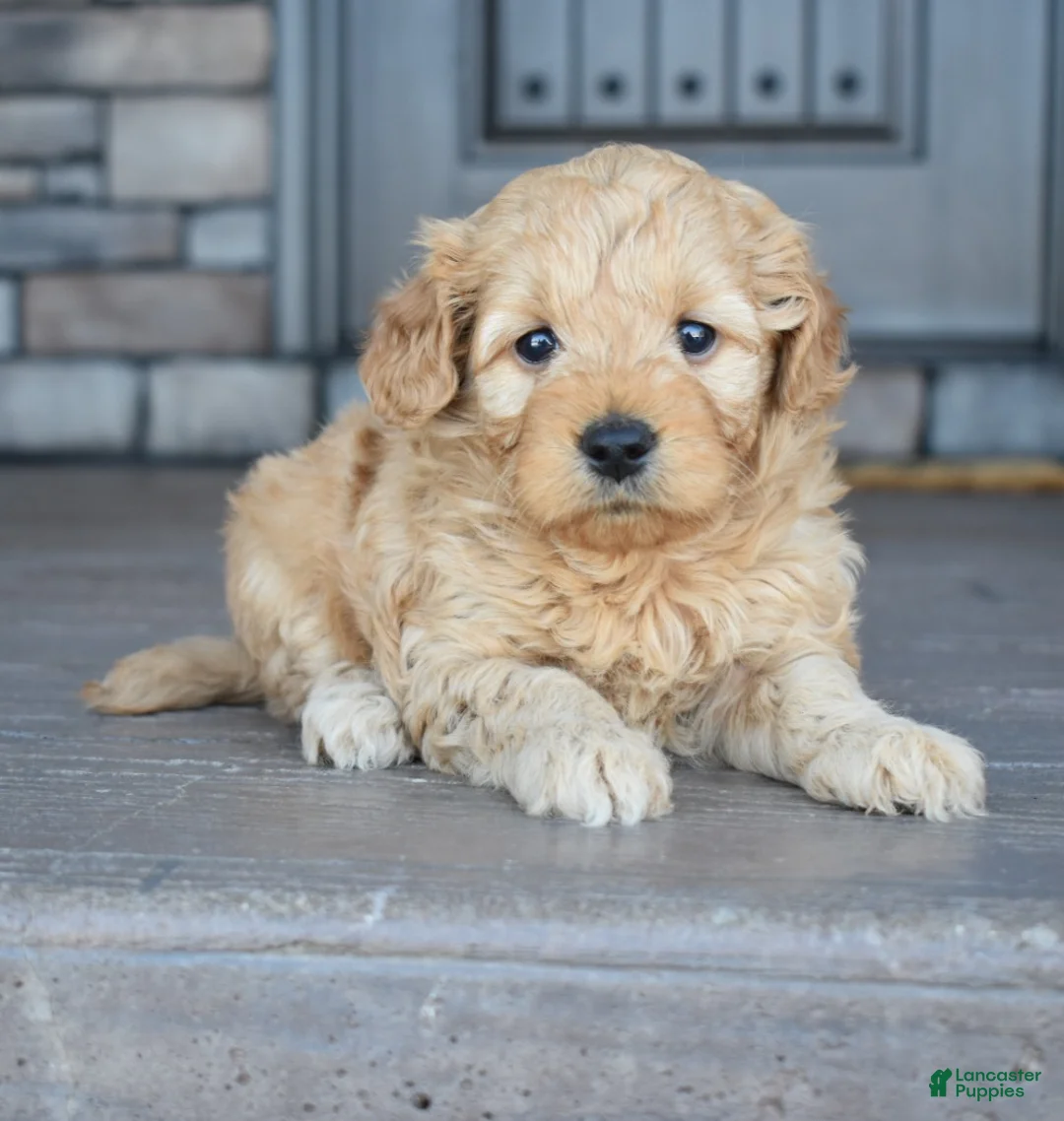 Mini Goldendoodle dogs for sale: Hazel - Ad 5
