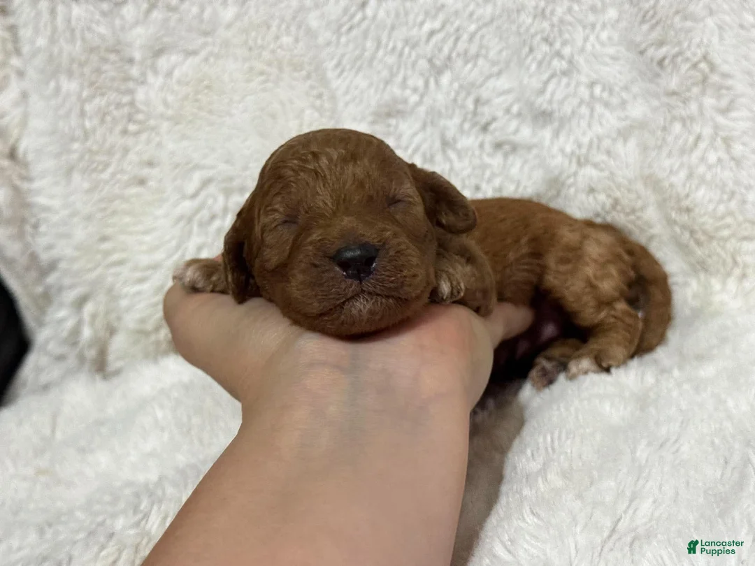 Cavapoo dogs for sale: Riley - Ad 1
