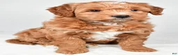 Mini Goldendoodle dogs for sale: Annie - Ad 2