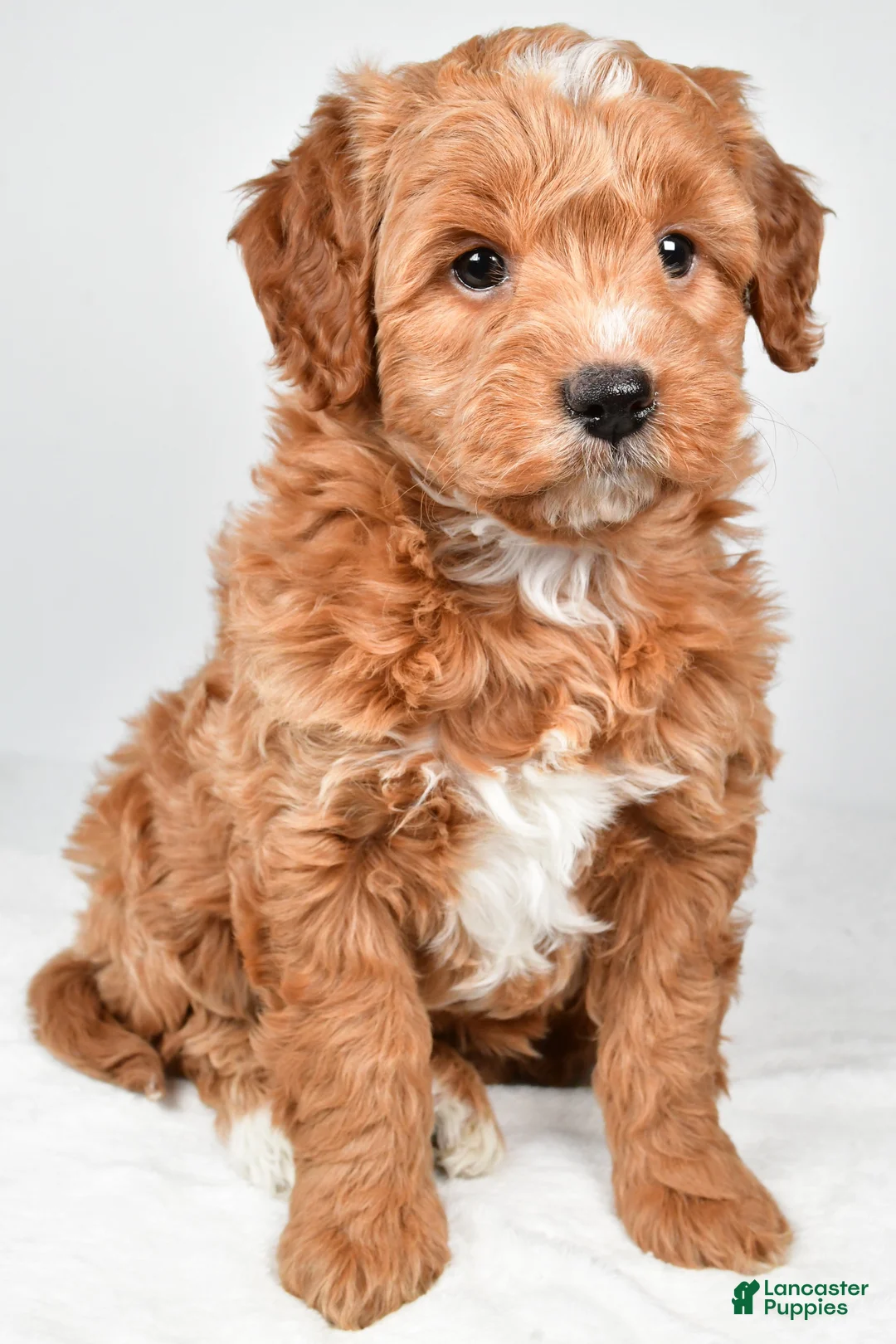 Mini Goldendoodle dogs for sale: Annie - Ad 2