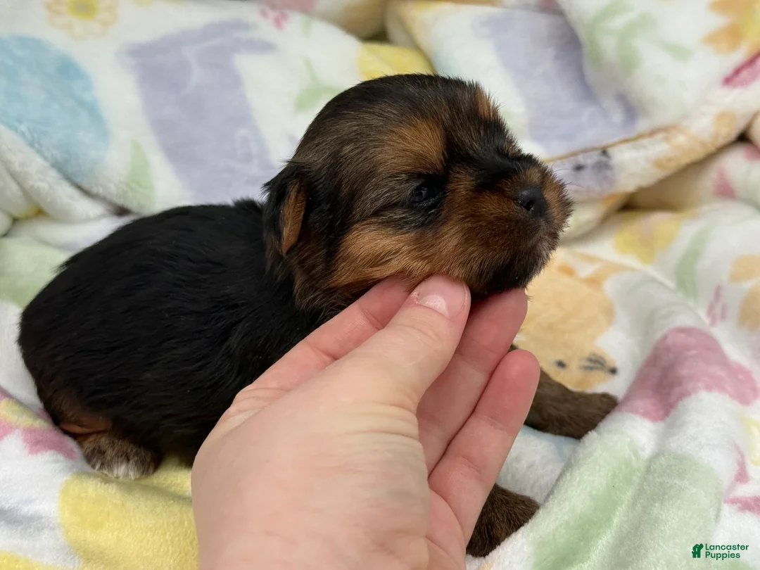 Yorkshire Terrier dogs for sale: Dawn - Ad 2
