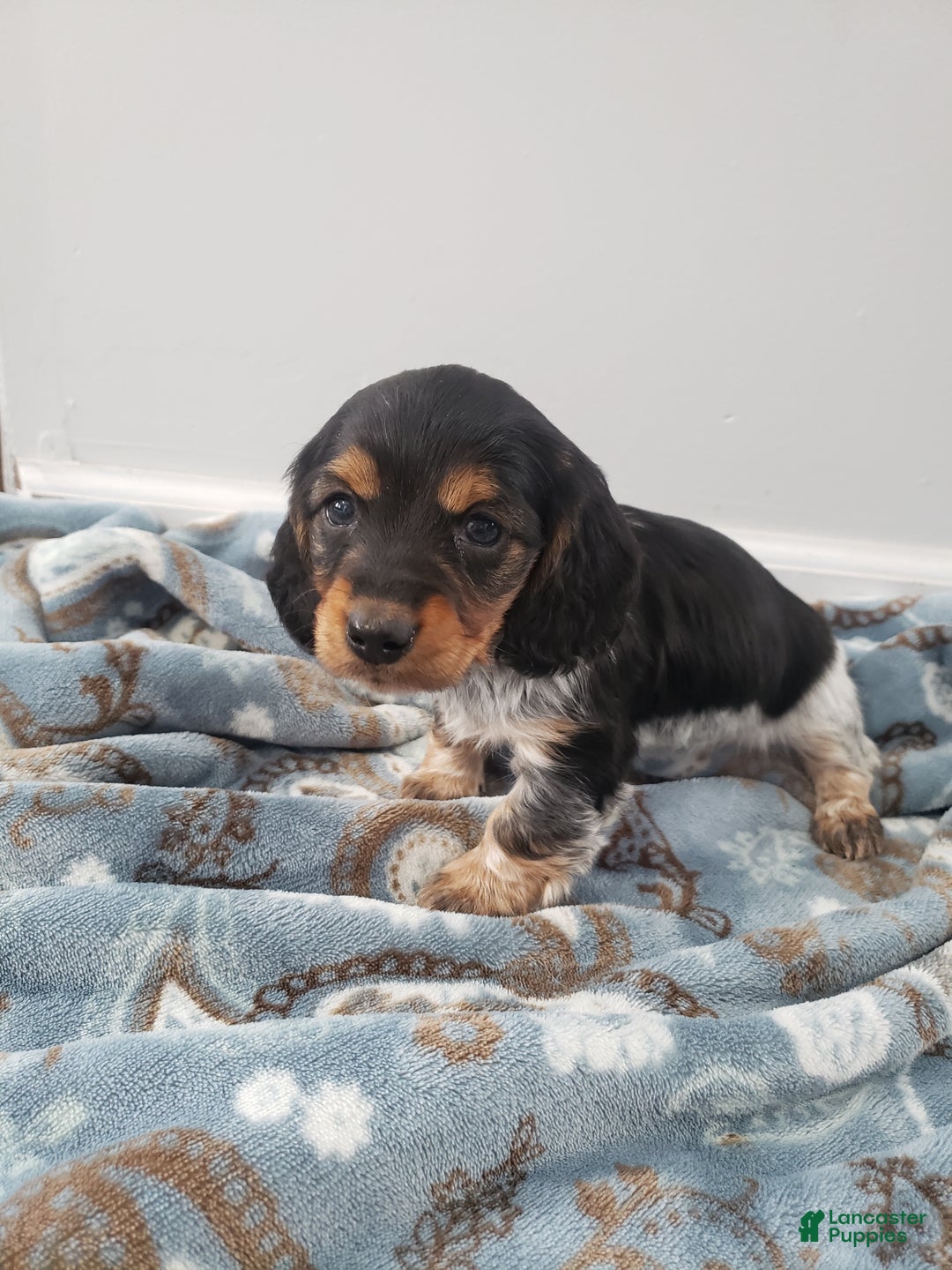Miniature Dachshund dogs for sale: Theo - Ad 7