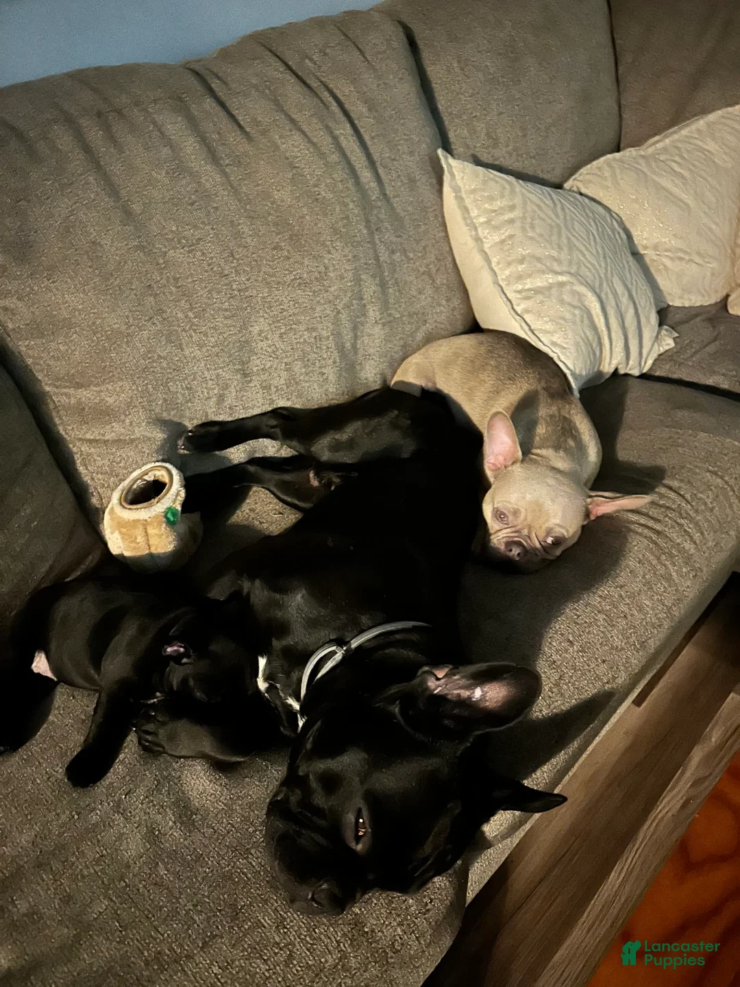 Gallery Image {{count}}