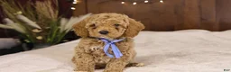 Goldendoodle dogs for sale: Charlie - Ad 1
