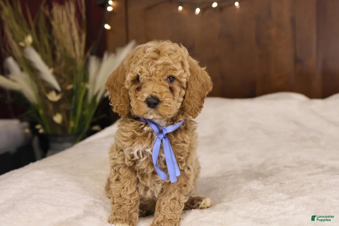 Goldendoodle dogs for sale: Charlie - Ad 1