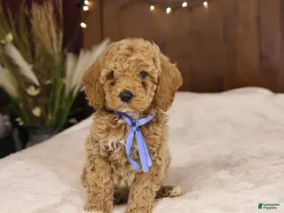 Goldendoodle dogs Charlie - Ad 29