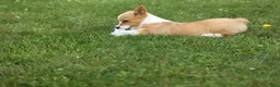 Welsh Corgi Pembroke dogs for sale: Dixie 🐶💖 - Ad 2