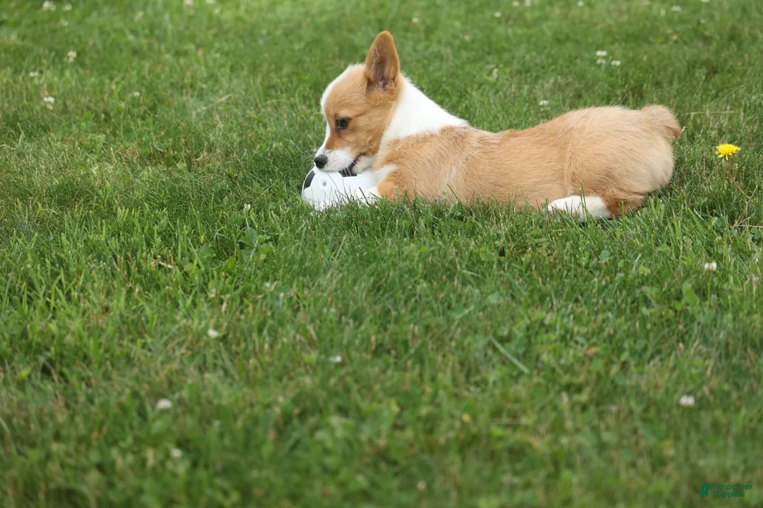 Welsh Corgi Pembroke dogs for sale: Dixie 🐶💖 - Ad 2