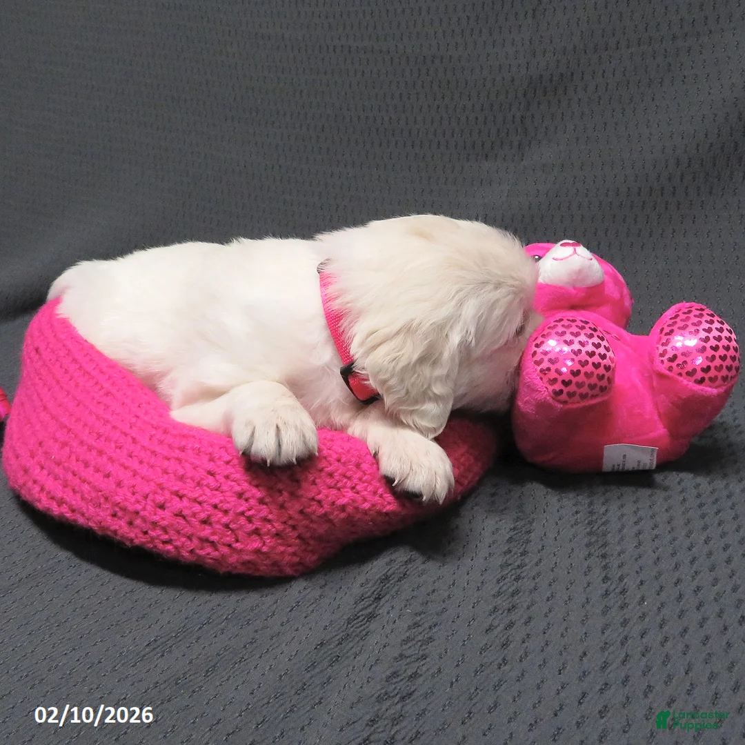 Golden Retriever dogs for sale: Missy - Ad 6