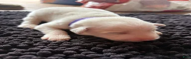 Great Pyrenees 4