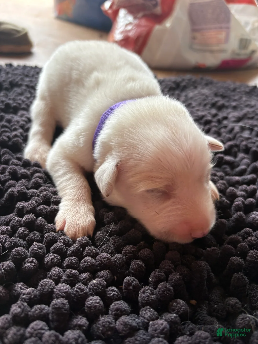 Great Pyrenees dogs for sale: Great Pyrenees 4 - Ad 1
