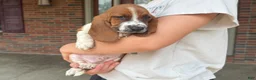 Basset Hound dogs for sale: Copper - Ad 5