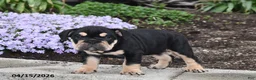 English Bulldog dogs for sale: Dolly - Ad 4