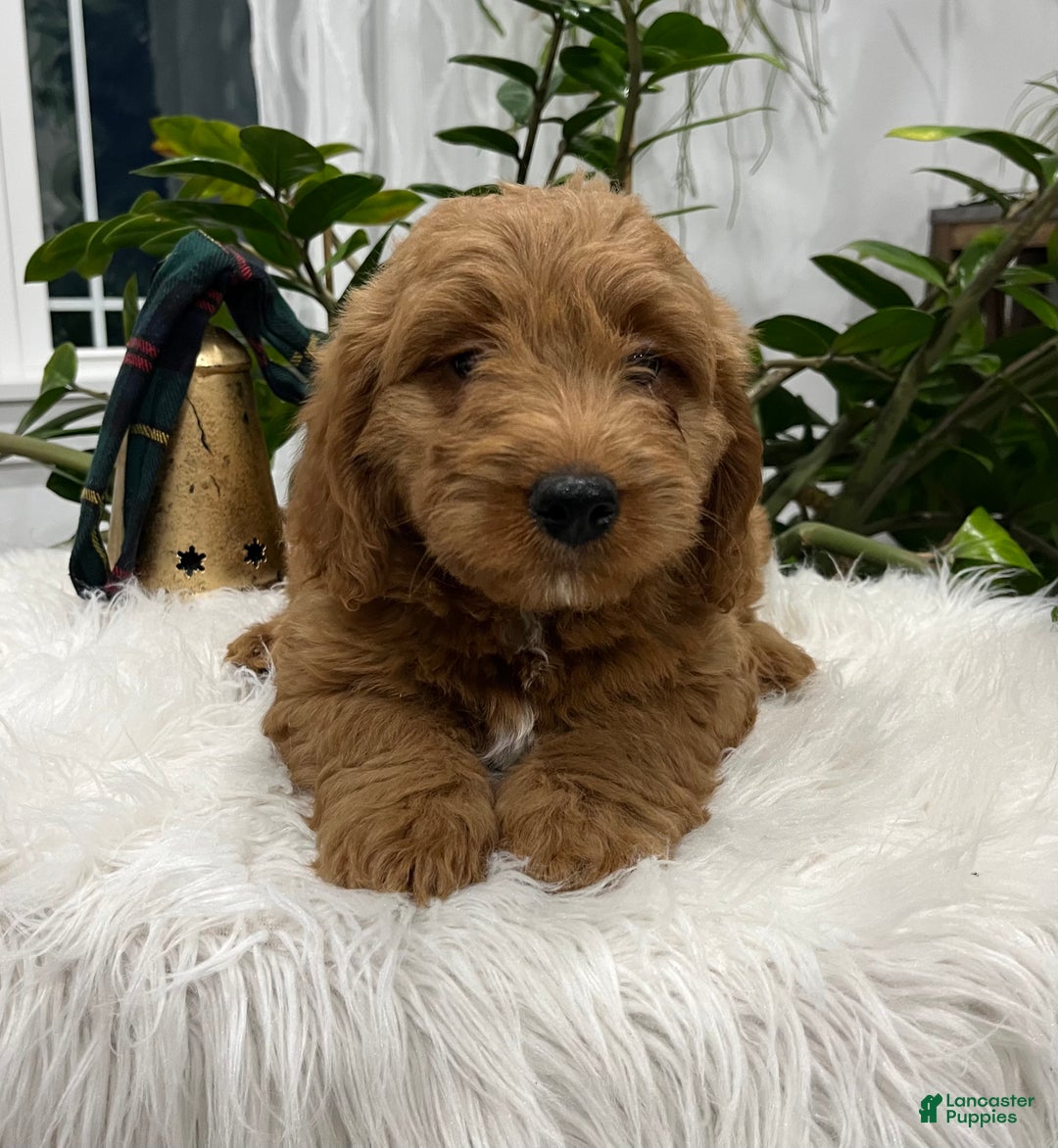 Goldendoodle dogs for sale: Pluto - Ad 3
