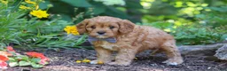 Cavapoo dogs for sale: Max  - Ad 4