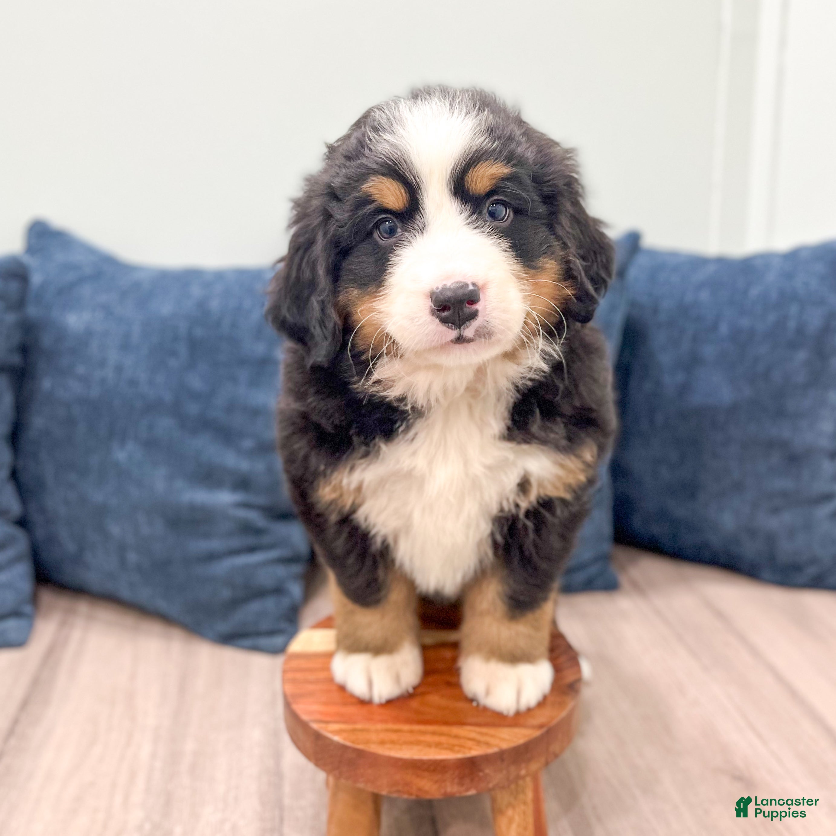 Bernese Mountain Dog dogs Callie - Ad 2
