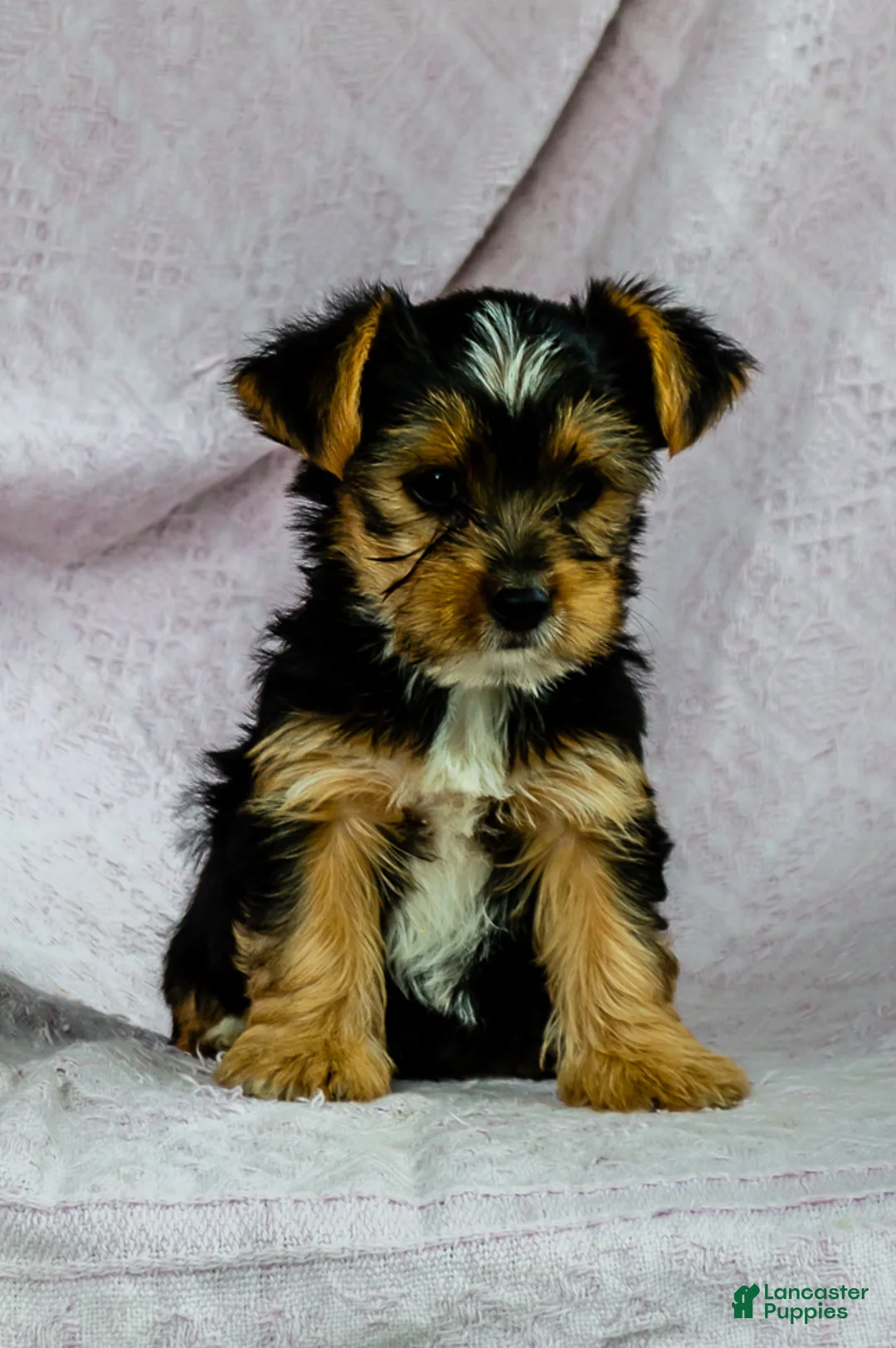 Yorkshire Terrier dogs for sale: Rover - Ad 3