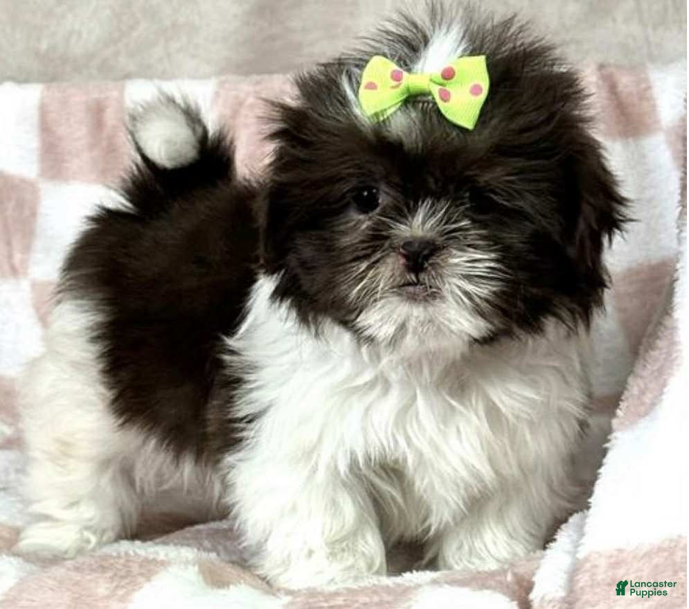 Shih Tzu dogs Green - Ad 25