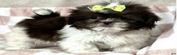 Shih Tzu dogs for sale: Green - Ad 1