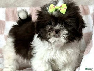 Shih Tzu dogs Green - Ad 25