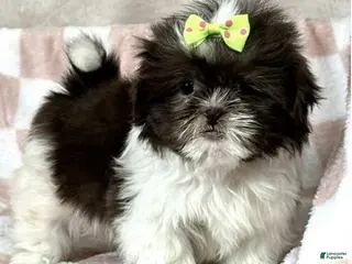 Shih Tzu dogs Green - Ad 31