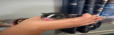 Chihuahua 2