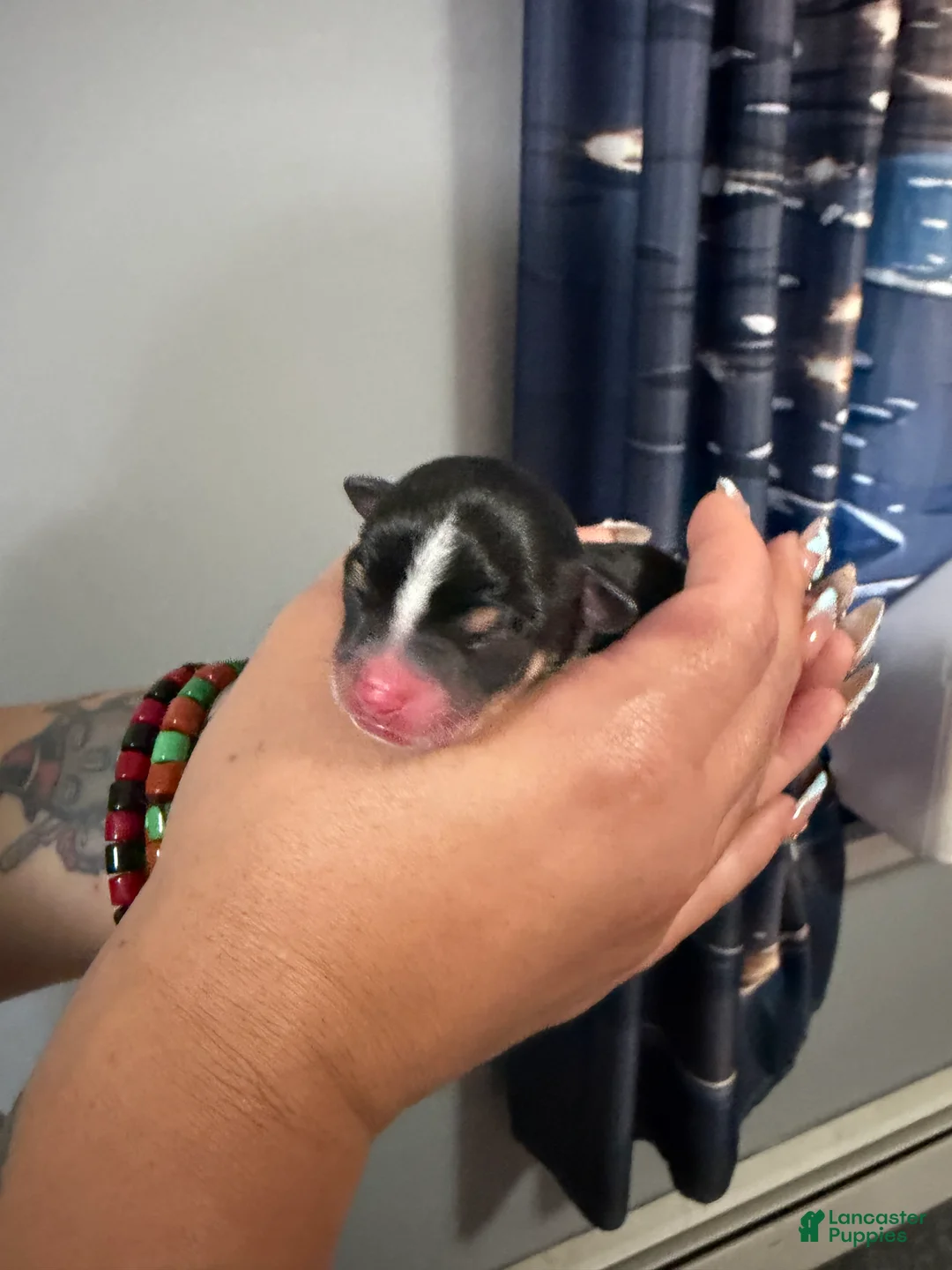 Chihuahua dogs for sale: Chihuahua 2 - Ad 1