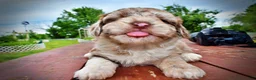 Havapoo dogs for sale: Star - Ad 12