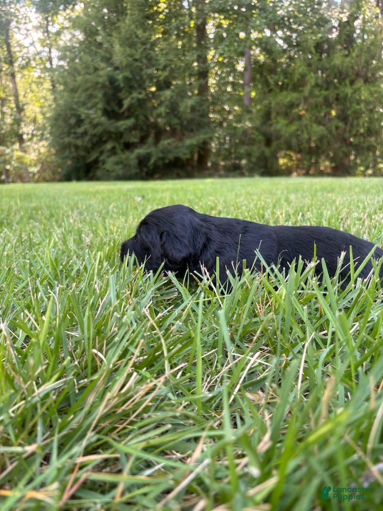 Goldendoodle dogs Hazel - Ad 1