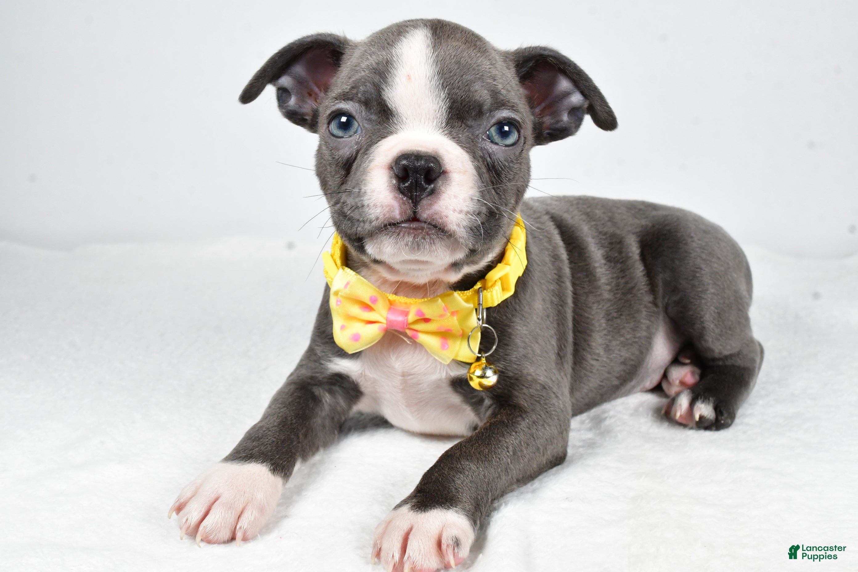 Boston Terrier dogs Wells - Ad 40