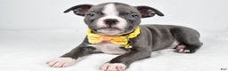 Boston Terrier dogs for sale: Wells - Ad 1