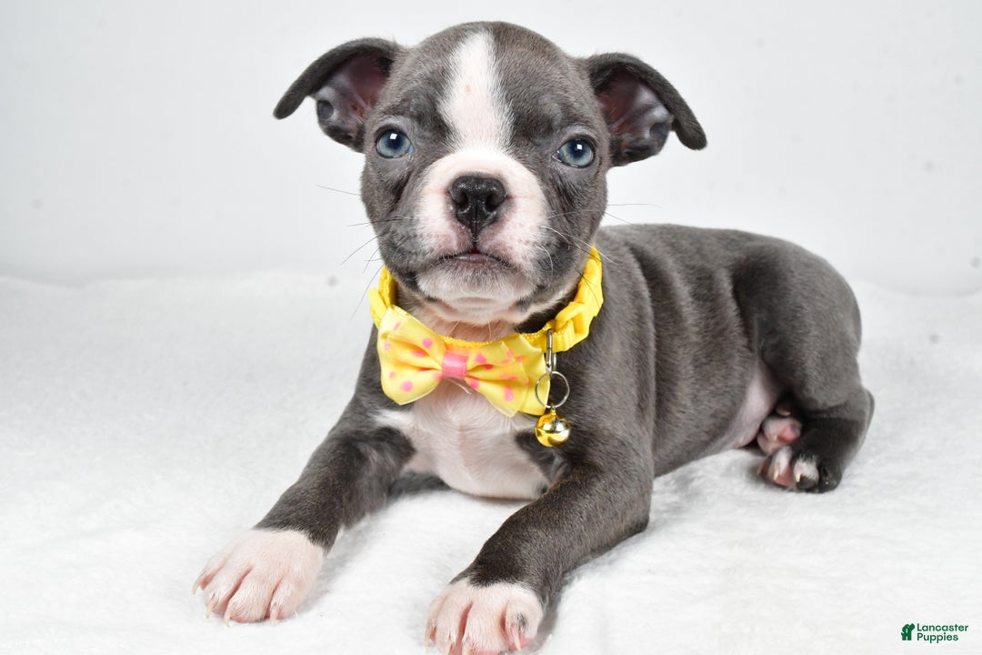 Boston Terrier dogs for sale: Wells - Ad 1