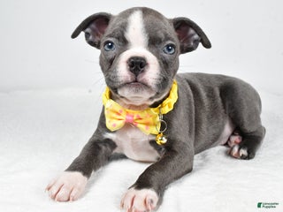 Boston Terrier dogs Wells - Ad 10