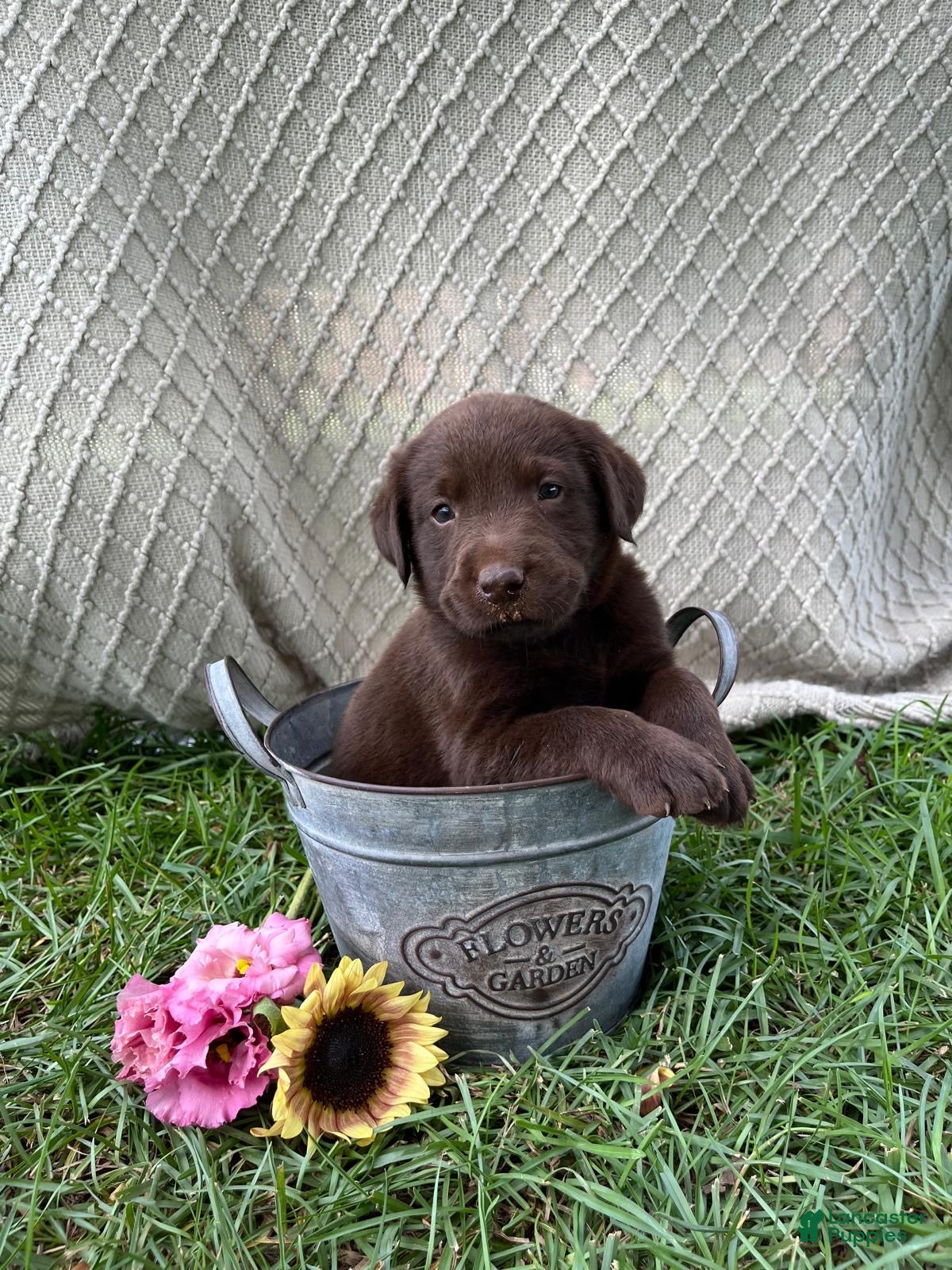 Labrador Retriever dogs Labrador Retriever 3 - Ad 39