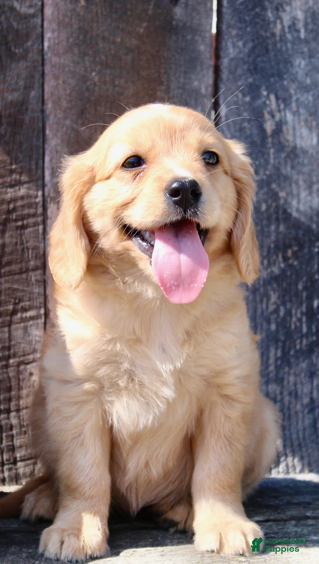Miniature Golden Retriever dogs for sale: Tulip Female Mini Golden Retriever  - Ad 2