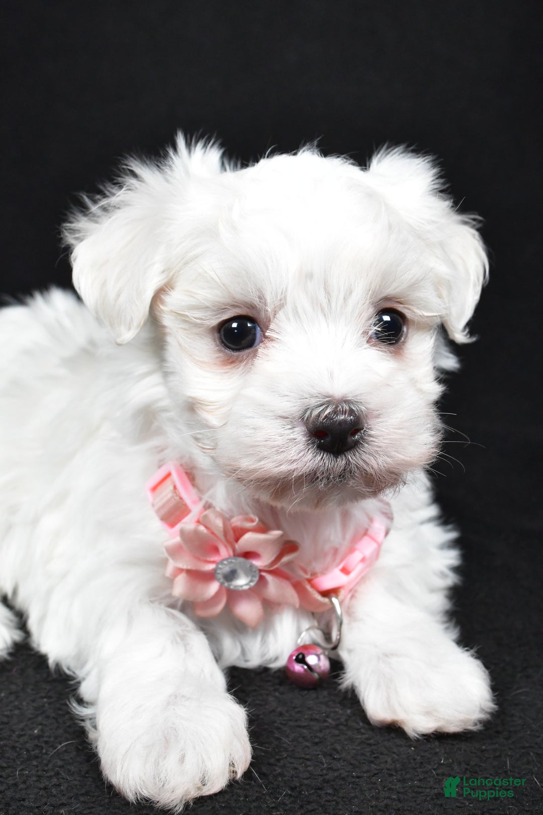 Maltese dogs for sale: Karma - Ad 3
