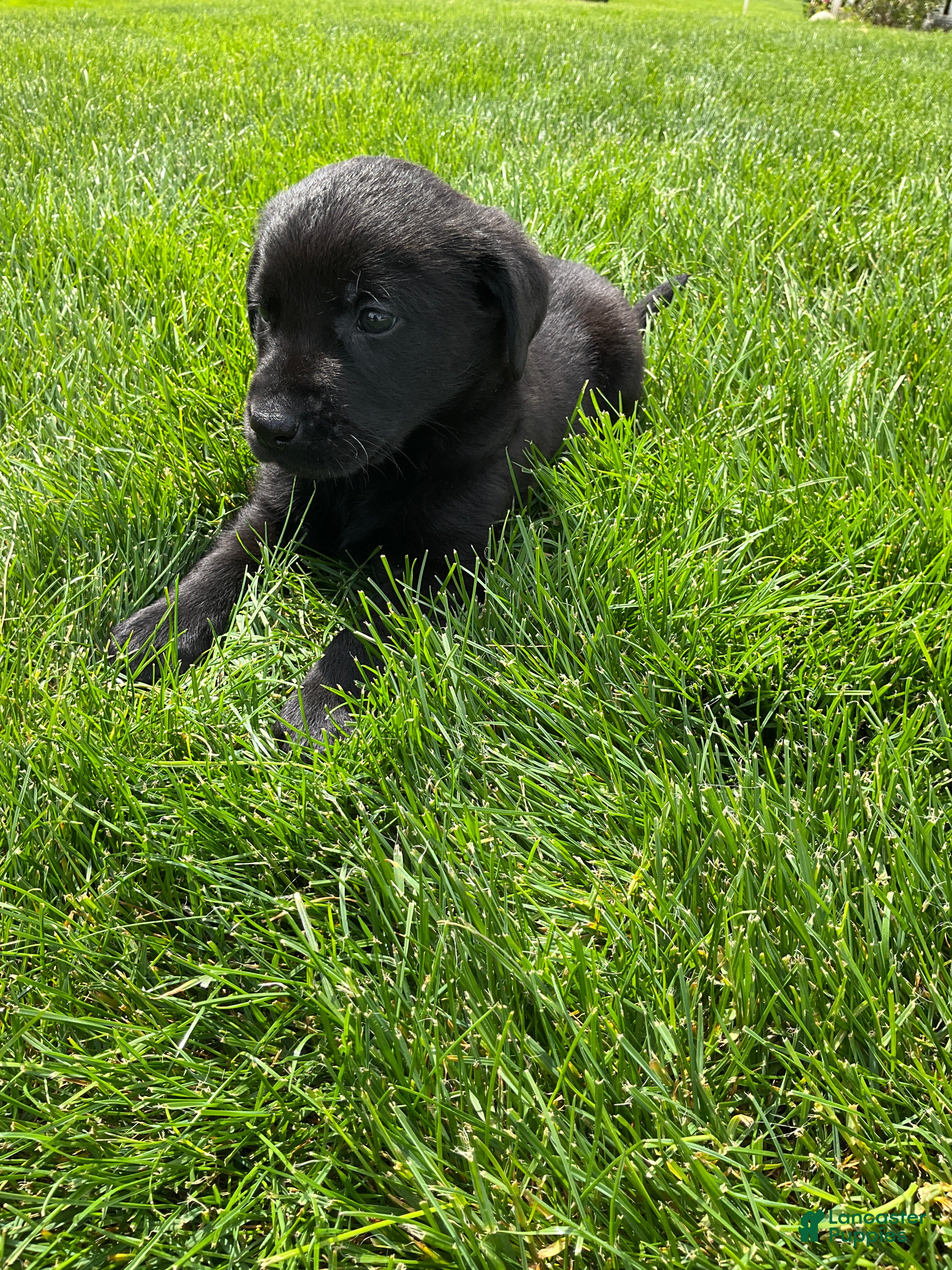 Labrador Retriever dogs for sale: Madox - Ad 4