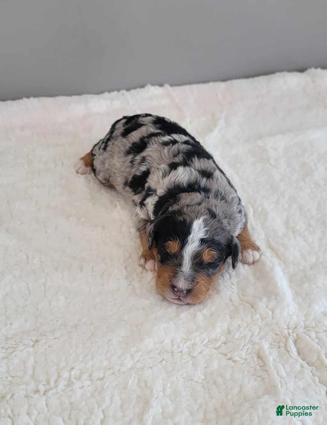 Mini Bernedoodle dogs for sale: Jax - Ad 1