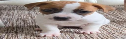 Jack Russell Terrier dogs for sale: Zoey  - Ad 3