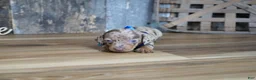 Miniature Dachshund dogs for sale: Whitt - Ad 3