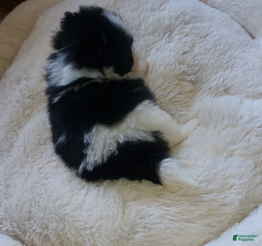 Pomeranian dogs for sale: Pomeranian Puppy 2 - Ad 2