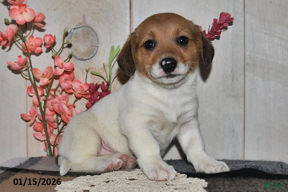 Mixed Breed dogs Millie - Ad 27