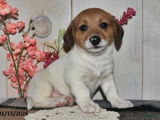 Mixed Breed dogs Millie - Ad 34