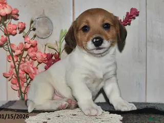 Mixed Breed dogs Millie - Ad 17